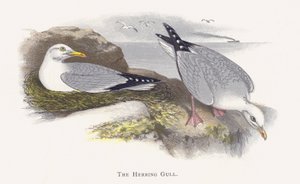 The Herring Gull by Alexander Francis Lydon