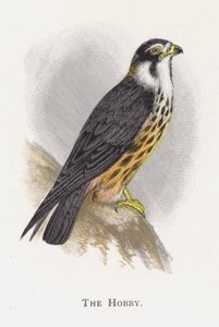 The Hobby by Alexander Francis Lydon