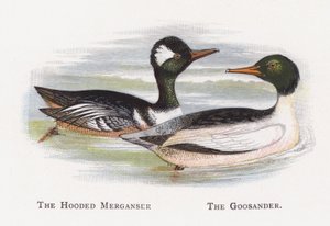 The Hooded Merganser, The Goosander by Alexander Francis Lydon
