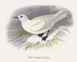 The Ivory Gull by Alexander Francis Lydon