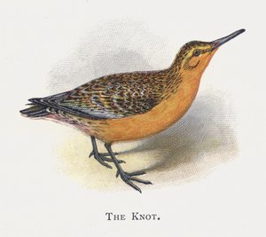 The Knot by Alexander Francis Lydon