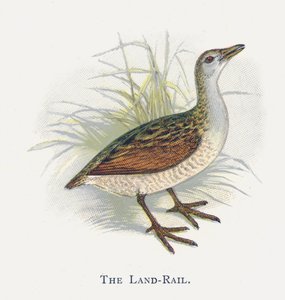 The Land-Rail by Alexander Francis Lydon
