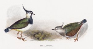 The Lapwing