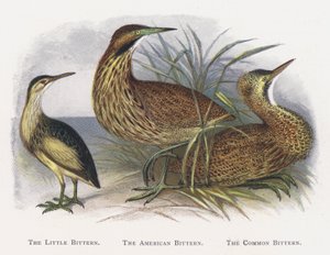 The Little Bittern, The American Bittern, The Common Bittern by Alexander Francis Lydon