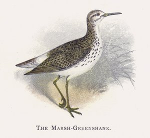 The Marsh-Greenshank
