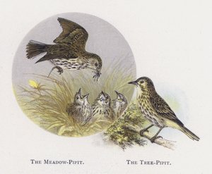 The Meadow-Pipit, The Tree-Pipit