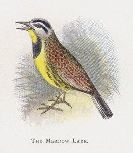 The Meadow Lark