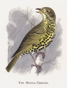 The Mistle-Thrush by Alexander Francis Lydon