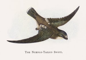 The Needle-Tailed Swift
