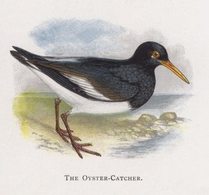 The Oyster-Catcher by Alexander Francis Lydon
