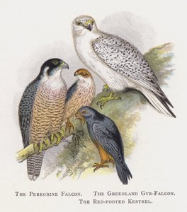 The Peregrine Falcon, The Greenland Gyr-Falcon, The Red-footed Kestrel by Alexander Francis Lydon