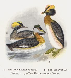 The Red-necked Grebe, The Sclavonian Grebe, The Black-necked Grebe by Alexander Francis Lydon