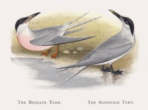 The Roseate Tern, The Sandwich Tern