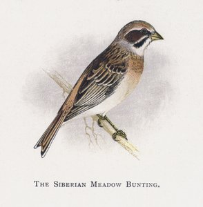 The Siberian Meadow Bunting by Alexander Francis Lydon