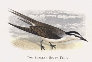 The Smaller Sooty Tern