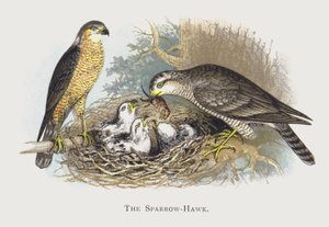 The Sparrow-Hawk by Alexander Francis Lydon