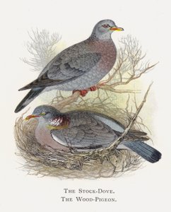 The Stock-Dove, The Wood-Pigeon