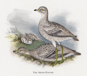 The Stone-Plover by Alexander Francis Lydon