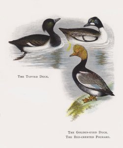 The Tufted Duck, The Golden-eyed Duck, The Red-crested Pochard
