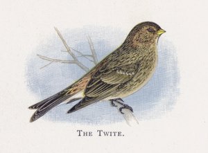 The Twite