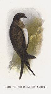 The White-Bellied Swift by Alexander Francis Lydon