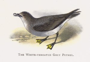 The White-throated Grey Petrel
