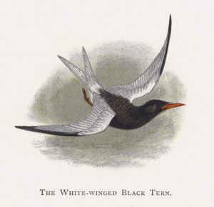 The White-winged Black Tern