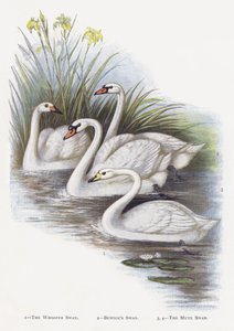 The Whooper Swan, Bewicks Swan, The Mute Swan by Alexander Francis Lydon