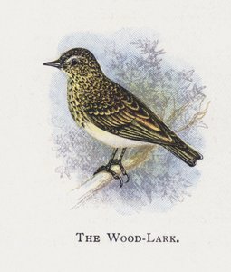 The Wood-Lark by Alexander Francis Lydon