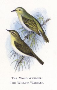 The Wood-Warbler, The Willow-Warbler by Alexander Francis Lydon