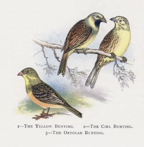 The Yellow Bunting, The Cirl Bunting, The Ortolan Bunting by Alexander Francis Lydon