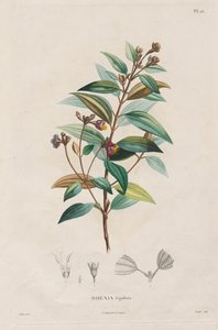Voyage to the Equinoctial Regions of the New Continent, Made in the Years 1709 to 1804: Monograph of Melastomaceae: No. 15