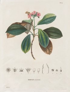 Voyage to the Equinoctial Regions of the New Continent, Made in the Years 1709 to 1804: Monograph of Melastomaceae: No. 54 by Alexander, Freiherr von Humboldt