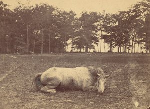 Is This Death - Antietam Battlefield, September 1862 by Alexander Gardner