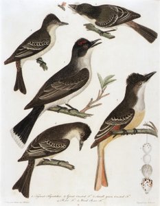1. Tyrant Flycatcher. 2. Great Crested Flycatcher. 3. Small Green Crested Flycatcher. 4. Pe-We Flycatcher. 5. Wood Pe-We Flycatcher (from book, American Ornithology) by Alexander Lawson