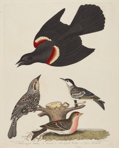 Red-winged Starling, Female Red-winged Starling, Black-poll Warbler, and Lesser..., pub. 1808-1814