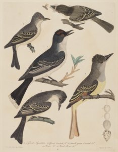 Five Birds with Their Eggs and an Insect