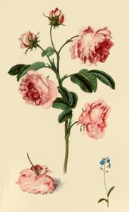 Rosa Provincialis and Forget-Me-Not by Alexander Marshal
