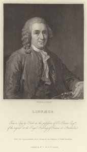 Linnaeus by Alexander Roslin