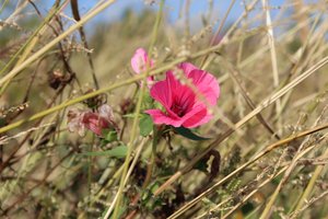 Blossom in the Wind