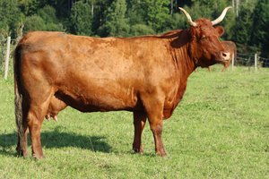 The Cow in the Meadow