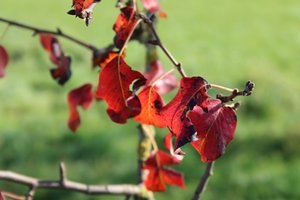 Autumn Colors by Alexandra Joseph