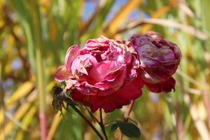 Withered Roses in Late Summer