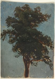 Tree Study