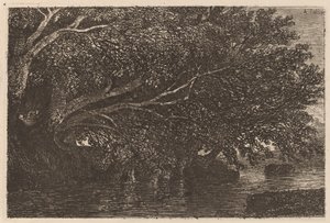 Trees Overhanging a Pond