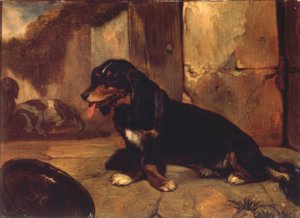 Basset Hound