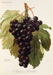 Alphonse Lavallee grape
