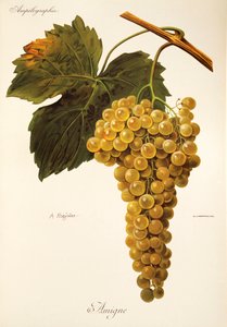Amigne grape