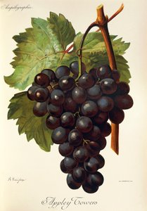 Appley Towers Grape by Alexis Kreyder