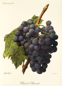 Black Alicante Grape by Alexis Kreyder